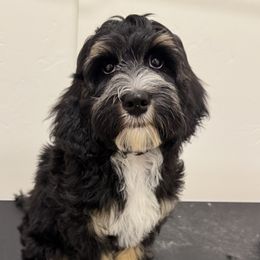 Australian Labradoodle puppies from Grand Peaks Labradoodles