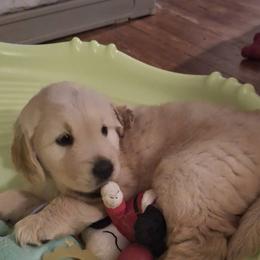 Tucker - Light golden male Golden Retriever puppy in Glenside, Pennsylvania from Life is Golden