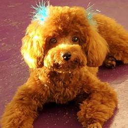 Poodles from Diva’s Designer Dogs