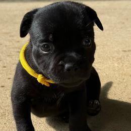 Ms. Yellow - Black female Staffordshire Bull Terrier puppy in Montgomery, Texas from KnowJokes Staffordshire Bull Terriers