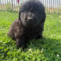 Dark Blue - Black male Newfoundland puppy in Great Falls, Montana from True North Newfoundlands