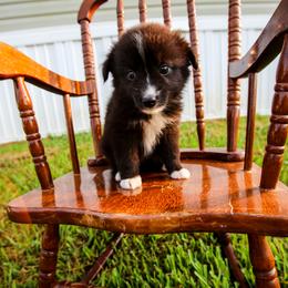 Millie- Reserved - Black & white female Australian Shepherd puppy in Alvin, Texas from Gulf Coast Aussies