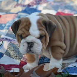 Girl2 - Fawn female Bulldog puppy in Bradleyville, Missouri from HurstBulldogs