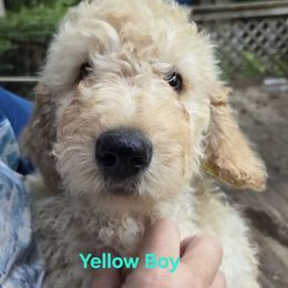 Yellow boy - Golden male Double Doodle puppy in Kalamazoo, Michigan from Doodles of Sherwood Forest