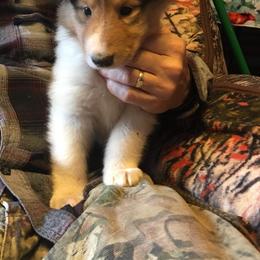 Collie Puppies from Heritage Salt Lake Kennels