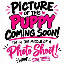 Freya Our Speckled Delight - Black female Goldendoodle puppy in Harrisonburg, Virginia from Curlytail Doodles