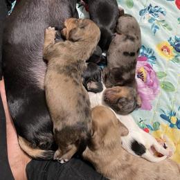 Dachshund Puppies from L & J Kennel