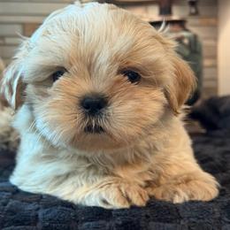 Lui - Cream and white male Shih Tzu puppy in Zephyrhills, Florida from Mary’s Shih Tzus