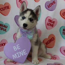 Purple - Black and white female Siberian Husky puppy in York, Pennsylvania from Spalla Pups