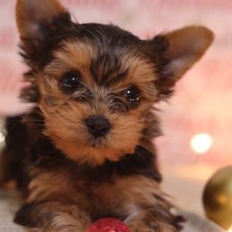 Poppy - Black and tan female Yorkshire Terrier puppy in Mattawa, Washington from All Star Yorkies