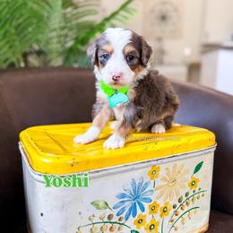 Yoshi - Merle male Bernedoodle puppy in West Haven, Utah from Split Mountain Doodles