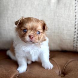 Max -3950 - Red and white male Chihuahua puppy in Beaumont, Texas from Down south pups