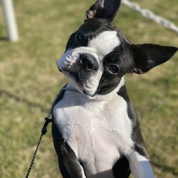Olivia - Boston Terrier