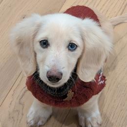 Sullivan - Cream male Dachshund puppy in Arkansas from Heart of Doxie