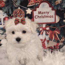 Ivy - White female Maltese puppy in North Myrtle Beach, South Carolina from Perfect Puppies