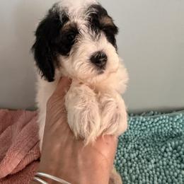 Boy 3 - Parti male Goldendoodle puppy in Longs, South Carolina from Mermaids Lair Doodles