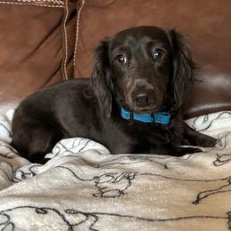 Skeeter - Dachshund