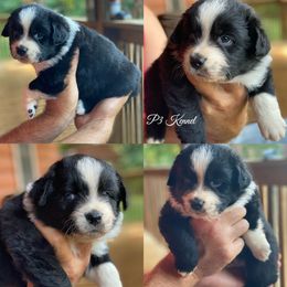 Miniature Australian Shepherd and Toy Australian Shepherd Puppies from P3 Toy and Miniature Australian Shepherd’s