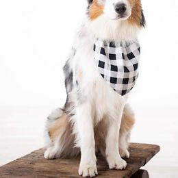 Blue - Australian Shepherd