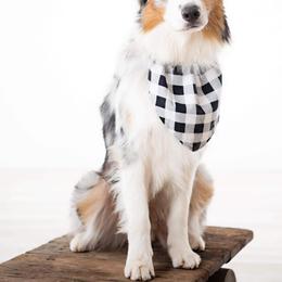 Blue - Australian Shepherd