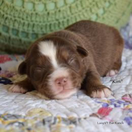 Kim - Red tri female Miniature Australian Shepherd puppy in Evant, Texas from Lazy VT Bar Ranch