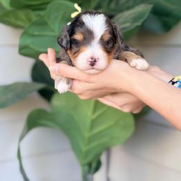 Yellow - Blue merle male Bernedoodle puppy in Charleston, South Carolina from Palm Belle Doodles