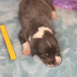 Yellow Collar Female - Black and tan female Pembroke Welsh Corgi puppy in Derby, Iowa from Newton Hay & Cattle