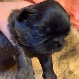 Skeeter - Black and tan male Shih Tzu puppy in Brevard, North Carolina from House of Little Lions