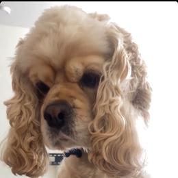 Cocker Spaniel All Grown Up from Once Upon a Time Cockers