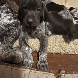 German Shorthaired Pointer Puppies from Dem Feuerhaus Gun Dogs