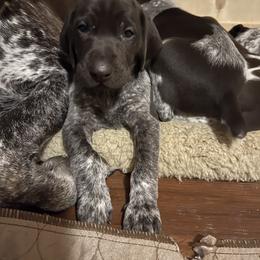 German Shorthaired Pointer Puppies from Dem Feuerhaus Gun Dogs