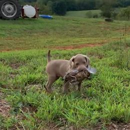 Weimaraner Puppies from Southpaw Weimaraners