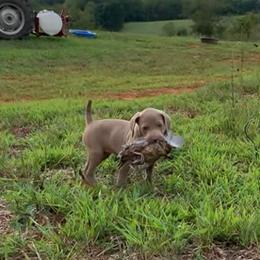 Weimaraner Puppies from Southpaw Weimaraners