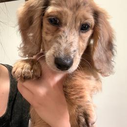 Cricket - Dapple male Dachshund puppy in Southwest Ranches, Florida from Breezy Florida Dachshunds