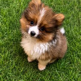 Bear - Cream sable male Pomeranian puppy in San Diego, California from SD Bullies