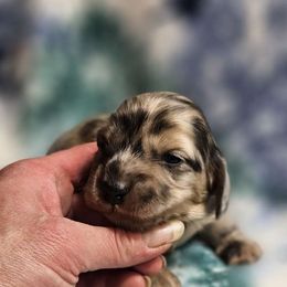 Boy 1 - Dapple Dachshund puppy in Ethel, Washington from Mickey's Miracle Doxies