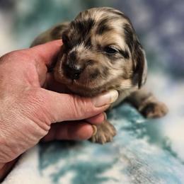 Boy 1 - Dapple Dachshund puppy in Ethel, Washington from Mickey's Miracle Doxies