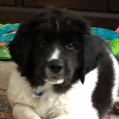 Landseer (European Continental Type) Puppies from Pacific Seaport Landseers