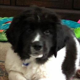 Landseer (European Continental Type) Puppies from Pacific Seaport Landseers