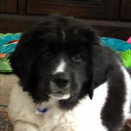 Landseer (European Continental Type) Puppies from Pacific Seaport Landseers