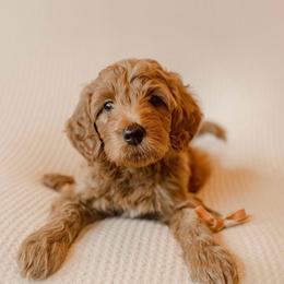Basil - Red  male Goldendoodle puppy in Georgia from Mother of Golden Doodles