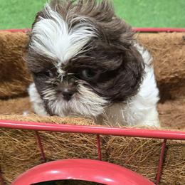 Charlie - Chocolate male Shih Tzu puppy in Carthage, Missouri from Cooley's Cuddle Pups