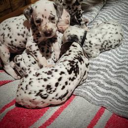 Dalmatian Puppies from RMS Dalmatians
