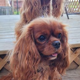 Gwen - Cavalier King Charles Spaniel