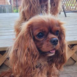 Gwen - Cavalier King Charles Spaniel