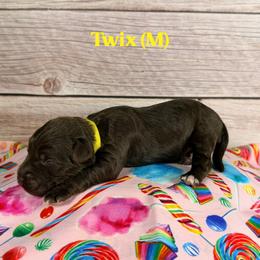 Twix - Chocolate male Australian Labradoodle puppy in Silver Spring, Maryland from Potomac Australian Labradoodles
