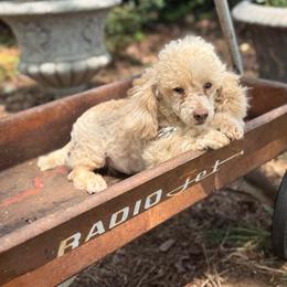 Rolls Royce - Cream male Poodle puppy in Taylorsville, North Carolina from SilverLining highlands and hounds