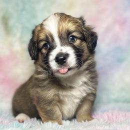 Willy - Sable male Pembroke Welsh Corgi puppy in Saint George, South Carolina from Carolina cotton candy corgis