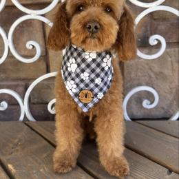 Yachtie - Poodle