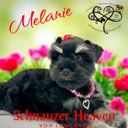 Melanie AKC - Black and silver female Miniature Schnauzer puppy in Pelzer, South Carolina from Schnauzer Heaven Von Longbach